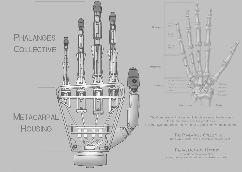 3D Printed Prehensile Hand - Phalanges Metacarpal